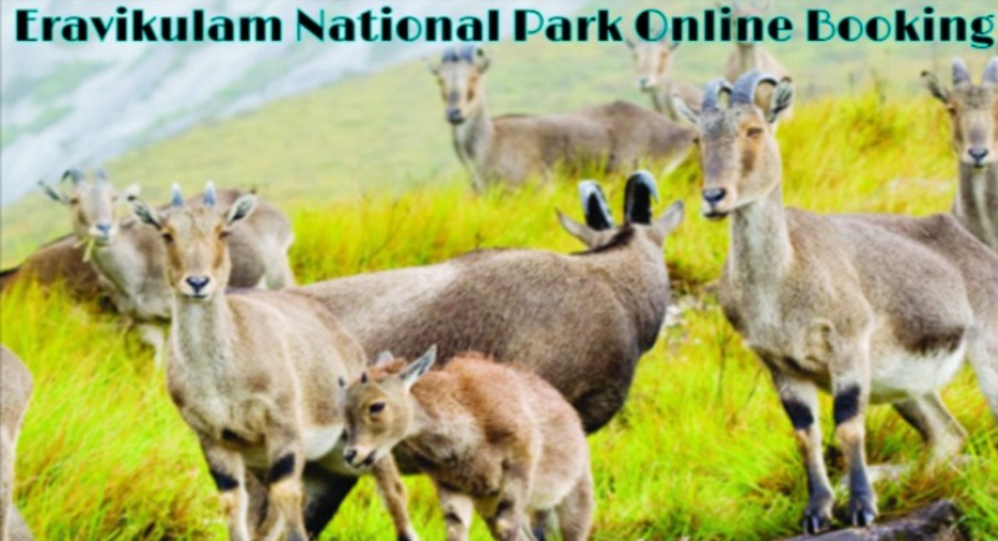 Eravikulam National Park Ticket Price